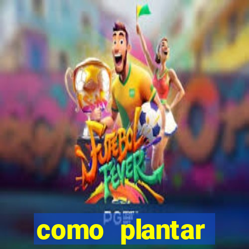 como plantar gergelim no vaso